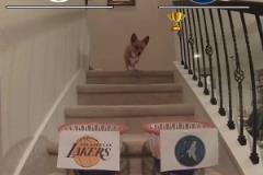 網紅柯基預測湖狼對決：狼拿下G1 湖人連下三城 最后G6拿下