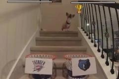 這還有可能嗎？網(wǎng)紅柯基預(yù)測(cè)雷霆灰熊首輪賽果，雷霆搶七晉級(jí)！